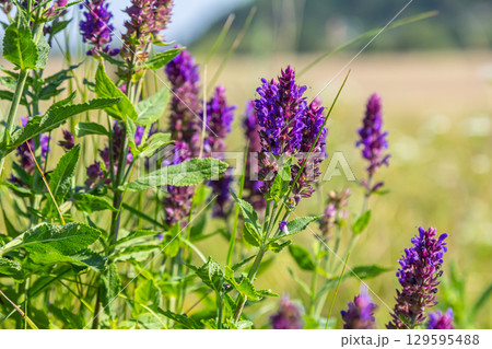 Salvia nemorosa, forest sage, beautiful bright color, violet blue flowers in bloom, muscadine flowering ornamental plants in the garden 129595488