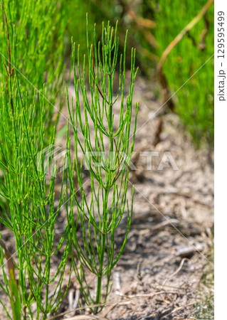 Horsetail field Equisetum arvense grows in the wild 129595499
