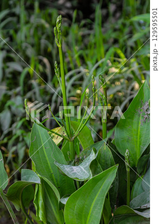 Phreatophyte. American water plantain Alisma plantago-aquatica in swampy-forest river water. Northeast Europe grow on river bank washed away by current, spring water erosion Phreatophyte. American water plantain Alisma plantago-aquatica in swampy-forest river water. Northeast Europe grow on river bank washed away by current, spring water erosion 129595501