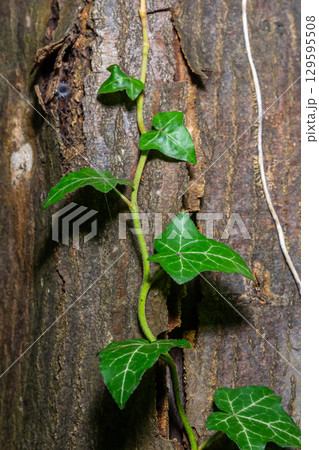 Fresh bright green leaves of ivy Hedera helix on grey-brown tree bark Fresh bright green leaves of ivy Hedera helix on grey-brown tree bark 129595508