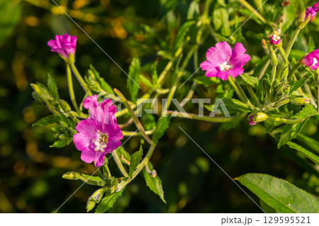 willow-herb epilobium hirsutum during flowering. Medicinal plant with red flowers willow-herb epilobium hirsutum during flowering. Medicinal plant with red flowers 129595521