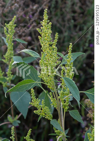 Chenopodium album, edible plant, common names include lamb's quarters, melde, goosefoot, white goosefoot, wild spinach, bathua and fat-hen Chenopodium album, edible plant, common names include lamb's quarters, melde, goosefoot, white goosefoot, wild spinach, bathua and fat-hen 129595523