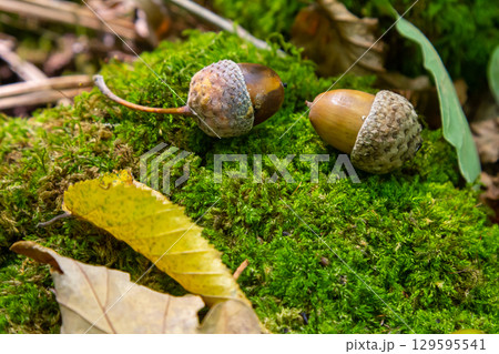 Autumn background fallen oak leaves and ripe acorns lie on the forest ground. Quercus robur, commonly known as petiolate oak, European oak 129595541