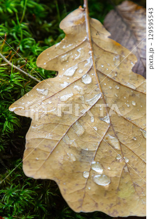 Early pearl dew drops on autumn dry oak leaves in sunny day Early pearl dew drops on autumn dry oak leaves in sunny day 129595543