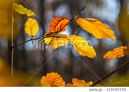 Autumn coloured beech leaves on a grey background in a forest. Autumn nature 129595558