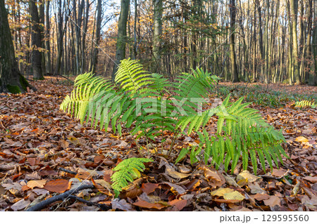 Worm fern, Dryopteris filix-mas, is a poisonous forest plant that is also used as a medicinal plant 129595560