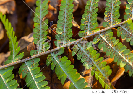 Worm fern, Dryopteris filix-mas, is a poisonous forest plant that is also used as a medicinal plant Worm fern, Dryopteris filix-mas, is a poisonous forest plant that is also used as a medicinal plant 129595562