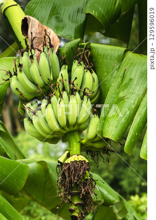 Namwa banana is a native fruit of Thailand 129596019