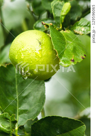 Lime, green fruit, sour taste, is a plant, 129596065