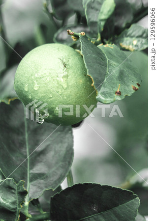 Lime, green fruit, sour taste, is a plant, Lime, green fruit, sour taste, is a plant, 129596066