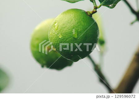 Lime, green fruit, sour taste, is a plant, 129596072
