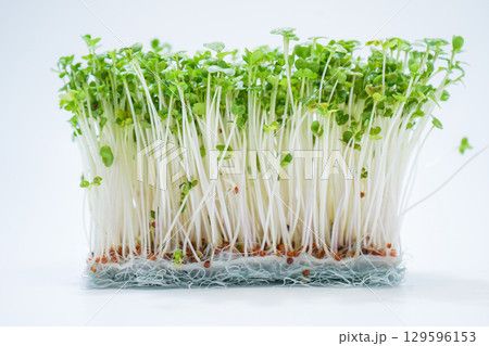 新鮮なブロッコリースプラウトのイメージ 129596153
