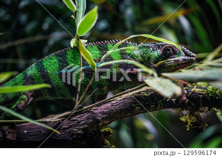 ジャングルに潜むチチュウカイカメレオン 129596174