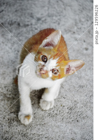 A baby orange cat is looking at something of interest. A baby orange cat is looking at something of interest. 129596226