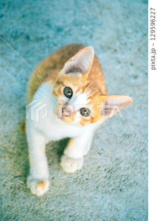 A baby orange cat is looking at something of interest. A baby orange cat is looking at something of interest. 129596227