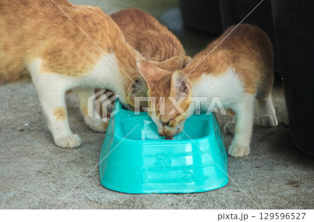 A baby orange cat eats from a bowl. 129596527