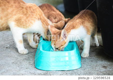A baby orange cat eats from a bowl. 129596528