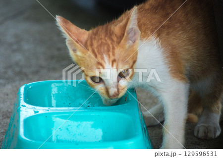 A baby orange cat eats from a bowl. 129596531
