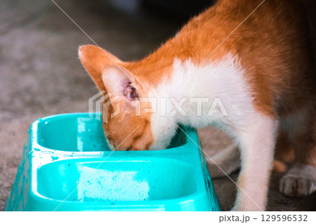 A baby orange cat eats from a bowl. A baby orange cat eats from a bowl. 129596532