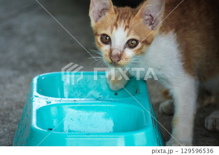 A baby orange cat eats from a bowl. 129596536