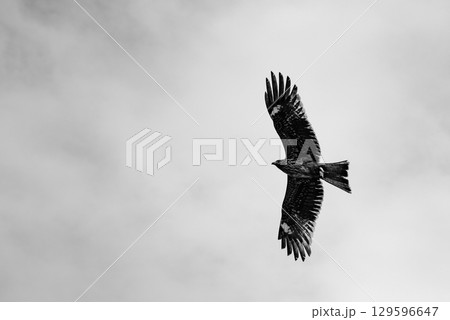 Silhouette of a hawk soaring in a cloudy sky 129596647