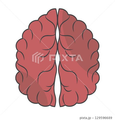 Colorful vector human brain illustration with sections on light background 129596689