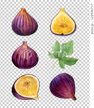 Set of figs. Watercolor of subtropical plants and leaf isolated on white background. Good for postcards, recipes, menu, invitations, greeting cards Set of figs. Watercolor of subtropical plants and leaf isolated on white background. Good for postcards, recipes, menu, invitations, greeting cards 129596717