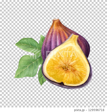 Composition of figs and fig leaf. Watercolor of fruit, half fruit and green leaf isolated on white background. Good for postcards,recipes, menu, invitations, greeting cards Composition of figs and fig leaf. Watercolor of fruit, half fruit and green leaf isolated on white background. Good for postcards,recipes, menu, invitations, greeting cards 129596718