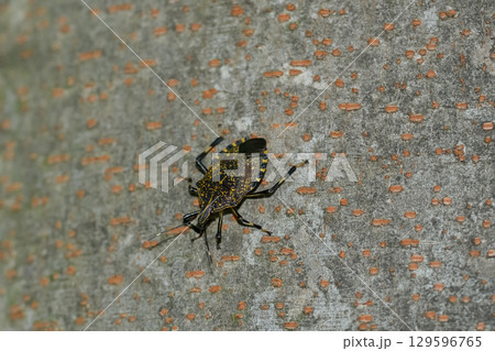 キマダラカメムシ 129596765