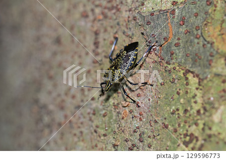 キマダラカメムシ 129596773