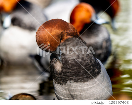 水辺のホシハジロのオス 129597408