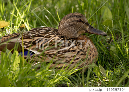 duck is lying in the grass. The wild bird is brown with a black beak. duck is lying in the grass. The wild bird is brown with a black beak. 129597594