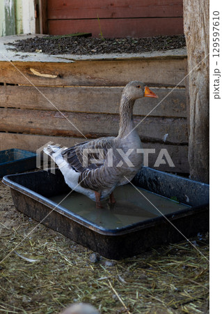 Geese are standing in a pen on a farm, domestic farm animals. poultry farming for meat and eggs. 129597610