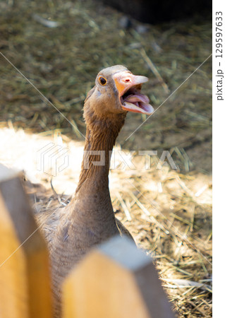 Geese are standing in a pen on a farm, domestic farm animals. poultry farming for meat and eggs. 129597633
