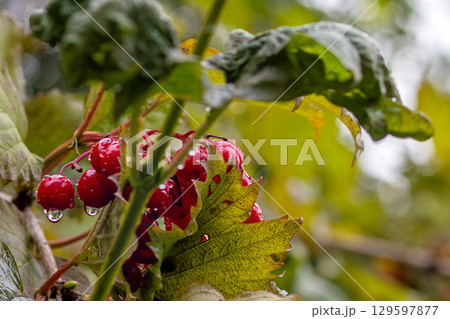 Raindrops glisten on bright red berries of Viburnum. End of summer, August. copy space 129597877