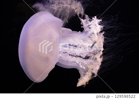 クラゲの幻想：紫光の宝石 129598522