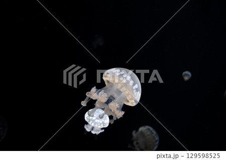 クラゲの幻想:水中の真珠 クラゲの幻想:水中の真珠 129598525