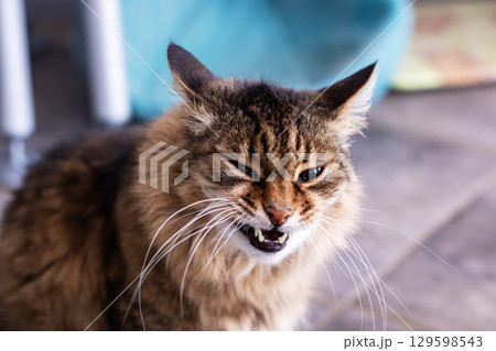 An Angry Cat Displaying a Striking and Intense Expression An Angry Cat Displaying a Striking and Intense Expression 129598543