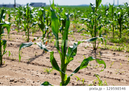 Lush Cornfield Under a Bright Blue Sky with Fluffy White Clouds 129598546