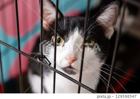 A Curious Cat Found Behind Bars in a Local Animal Shelter A Curious Cat Found Behind Bars in a Local Animal Shelter 129598547
