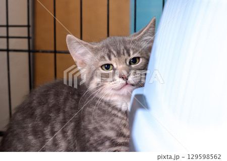 An Adorable and Cute Gray Tabby Kitten Found Inside a Cage An Adorable and Cute Gray Tabby Kitten Found Inside a Cage 129598562