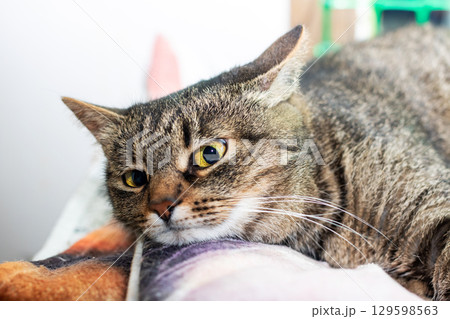 A Calm Tabby Cat Enjoys Relaxing Comfortably in Its Home Space 129598563