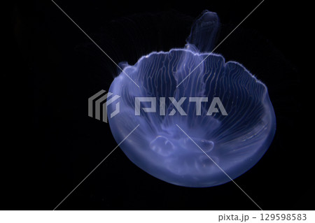 クラゲの幻想:青の輪郭 クラゲの幻想:青の輪郭 129598583