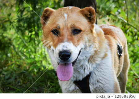 Brown and white alabai dog with pink tongue. Brown and white alabai dog with pink tongue. 129598956
