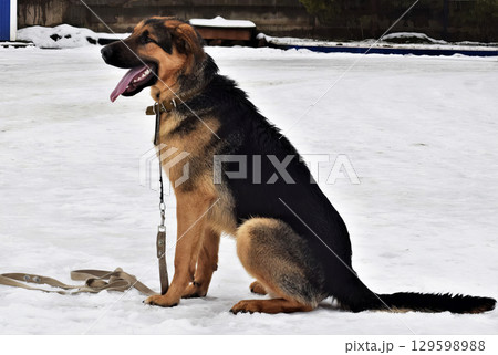 German Shepherd with pink tongue hanging out looking away. 129598988