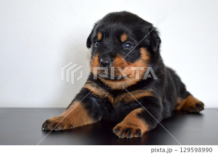 Rottweiler puppy. A small black and brown dog with a pink tongue is sitting on a blanket Rottweiler puppy. A small black and brown dog with a pink tongue is sitting on a blanket 129598990