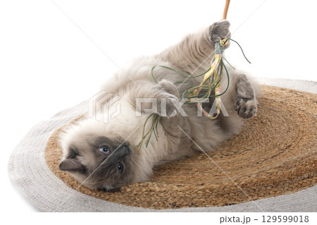 siberian cat in studio 129599018