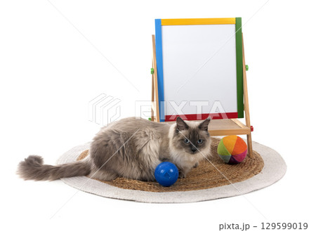 siberian cat and school in studio siberian cat and school in studio 129599019