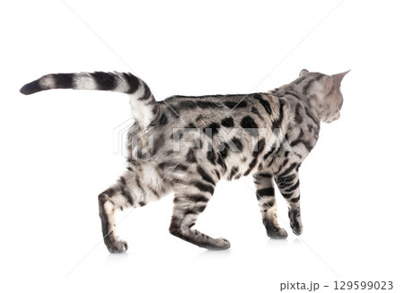 bengal cat in studio 129599023