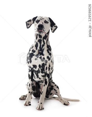 young dalmatian in studio young dalmatian in studio 129599026